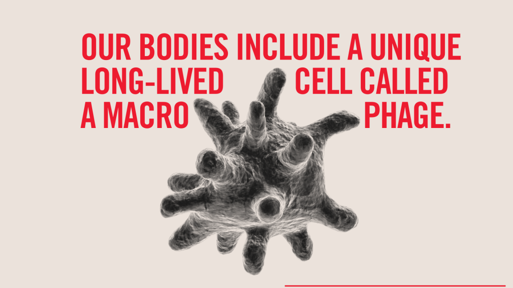 hiv macrophages in placenta